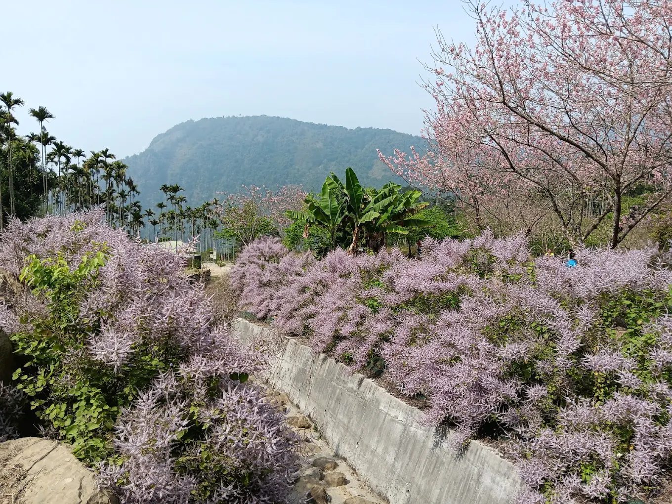 青山坪咖啡農場｜賞櫻與品咖啡的絕美山谷秘境