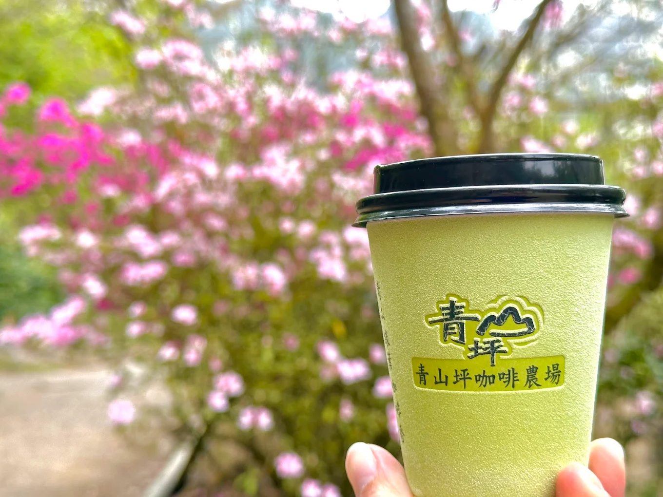 青山坪咖啡農場｜賞櫻與品咖啡的絕美山谷秘境