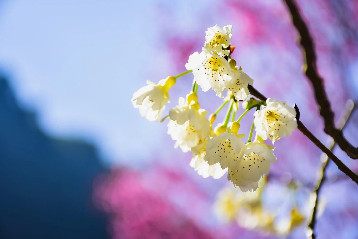 青山坪咖啡農場｜賞櫻與品咖啡的絕美山谷秘境