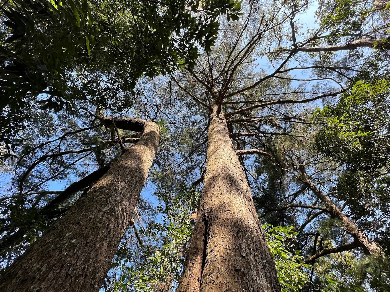 遊客漫步在平緩好走的森林步道上