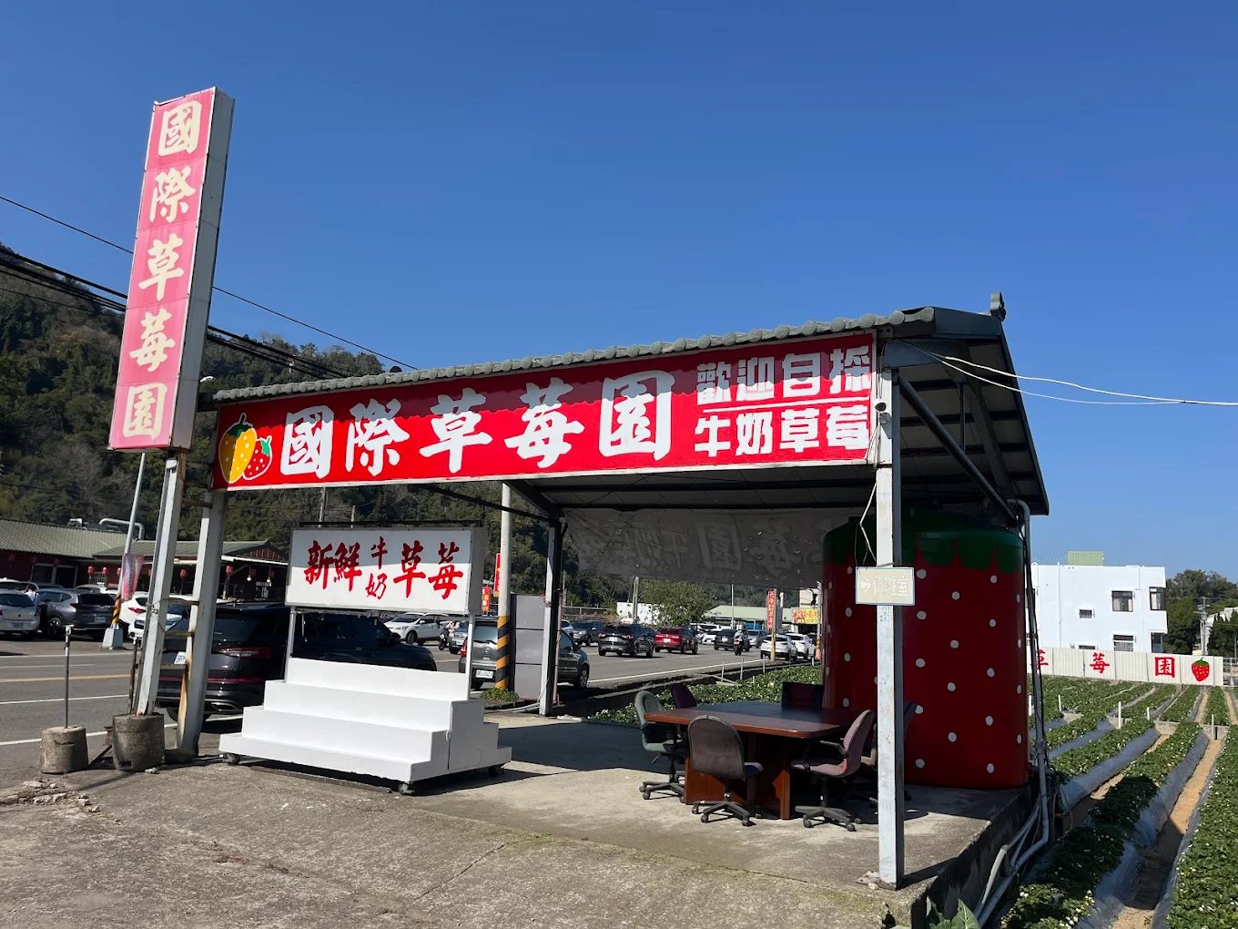 大湖草莓園推薦|五大必訪老字號、高架免彎腰、巨無霸、白草莓一次掃光!