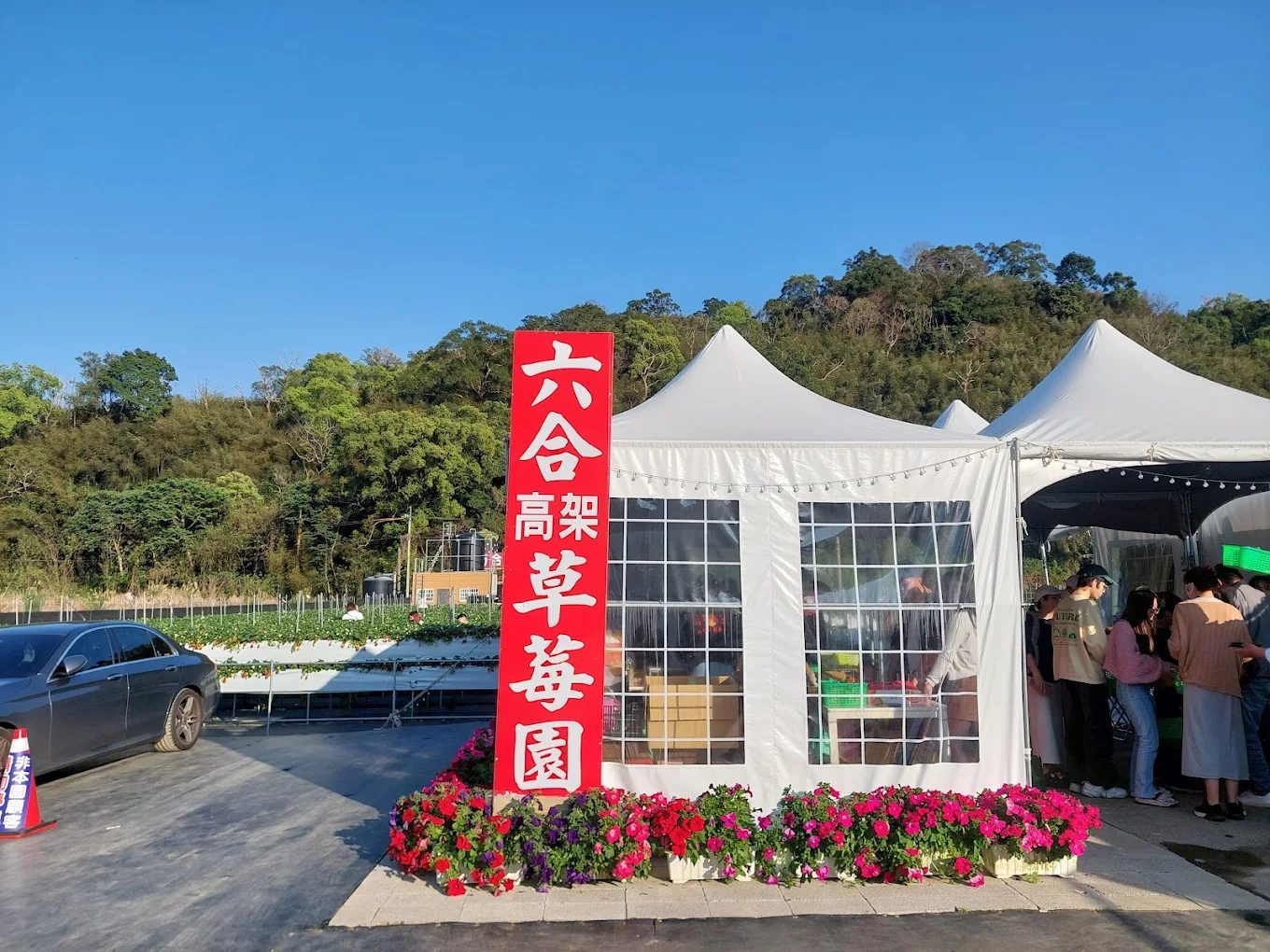 大湖草莓園推薦|五大必訪老字號、高架免彎腰、巨無霸、白草莓一次掃光!