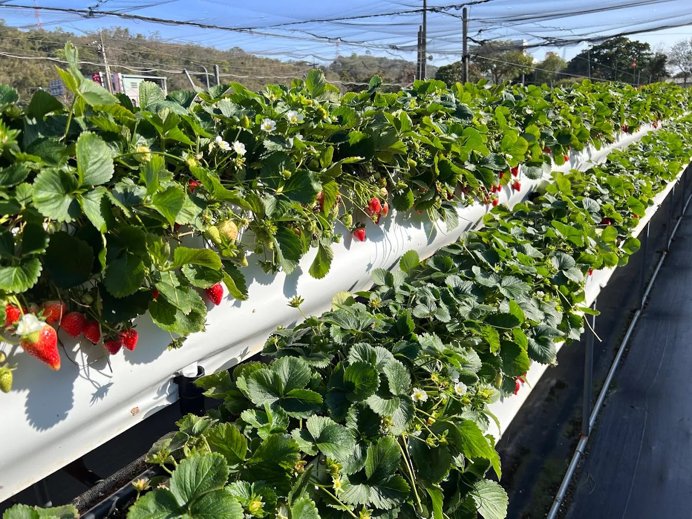 大湖草莓園推薦|五大必訪老字號、高架免彎腰、巨無霸、白草莓一次掃光!