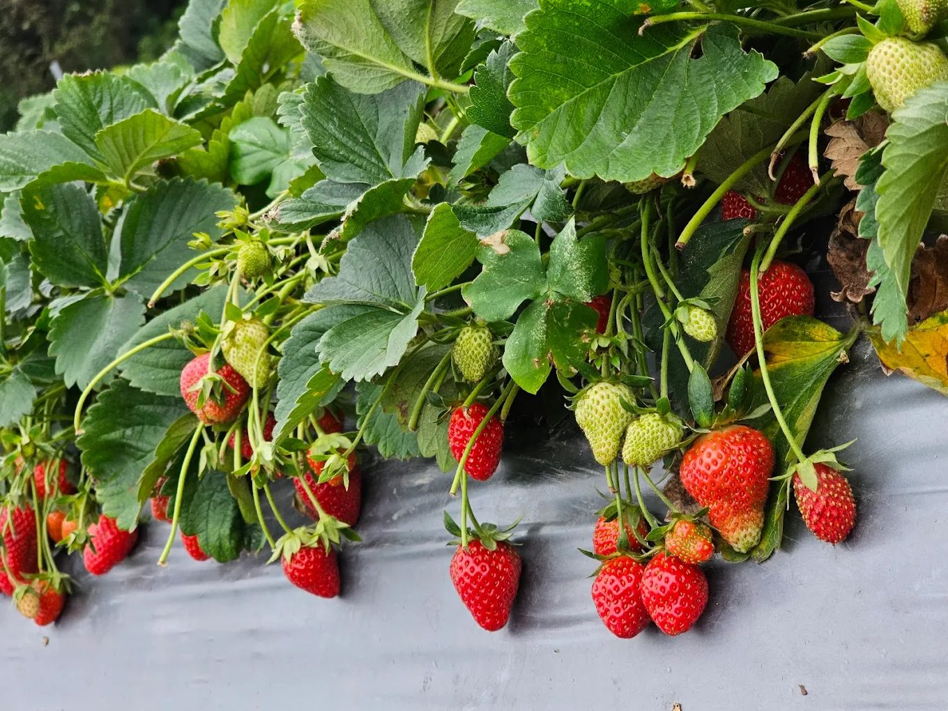 大湖草莓園推薦|五大必訪老字號、高架免彎腰、巨無霸、白草莓一次掃光!