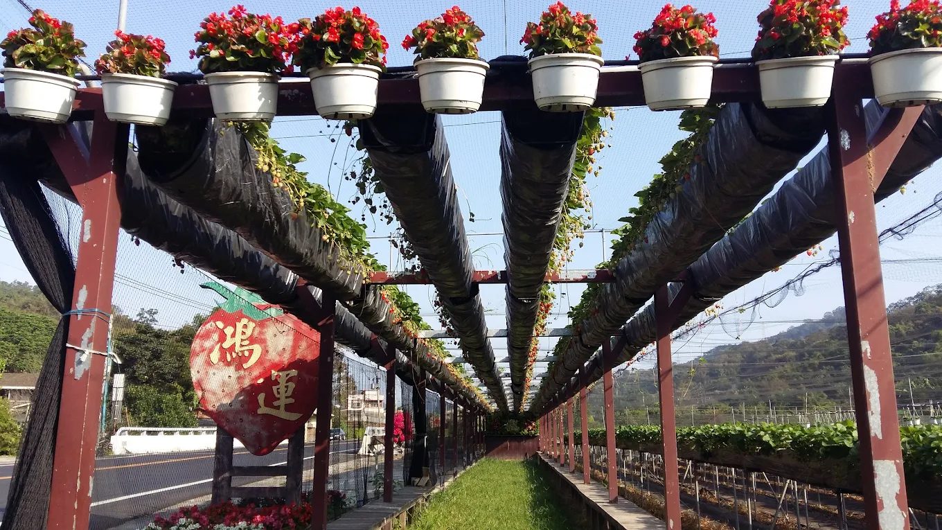 大湖草莓園推薦|五大必訪老字號、高架免彎腰、巨無霸、白草莓一次掃光!