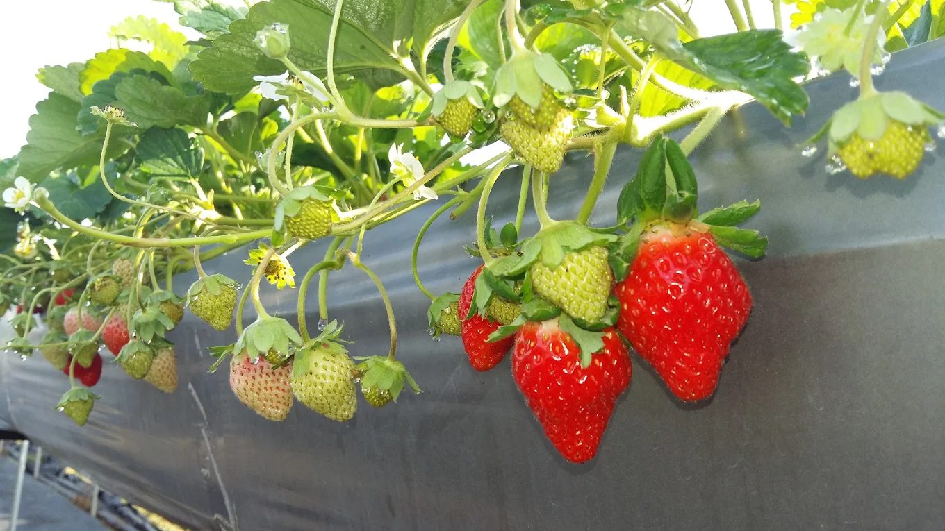 大湖草莓園推薦|五大必訪老字號、高架免彎腰、巨無霸、白草莓一次掃光!