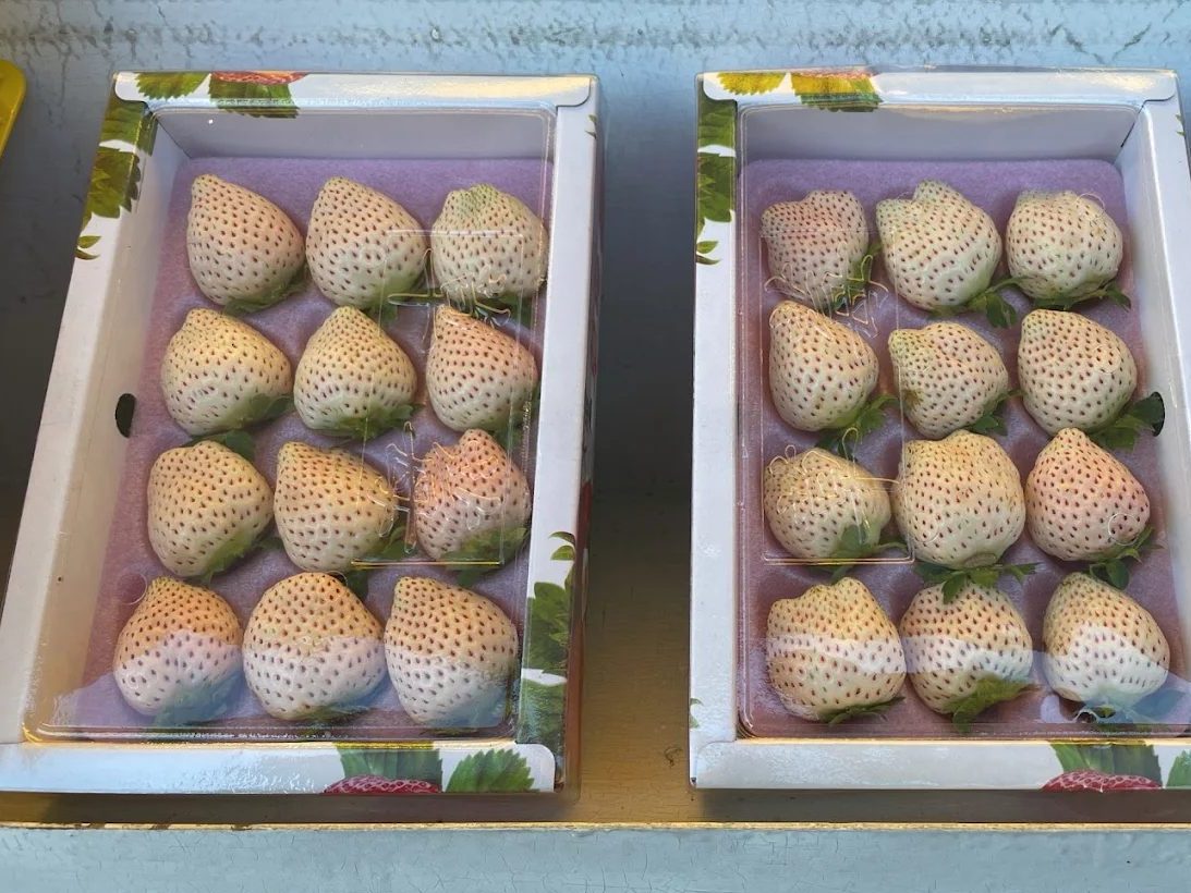 大湖草莓園推薦|五大必訪老字號、高架免彎腰、巨無霸、白草莓一次掃光!