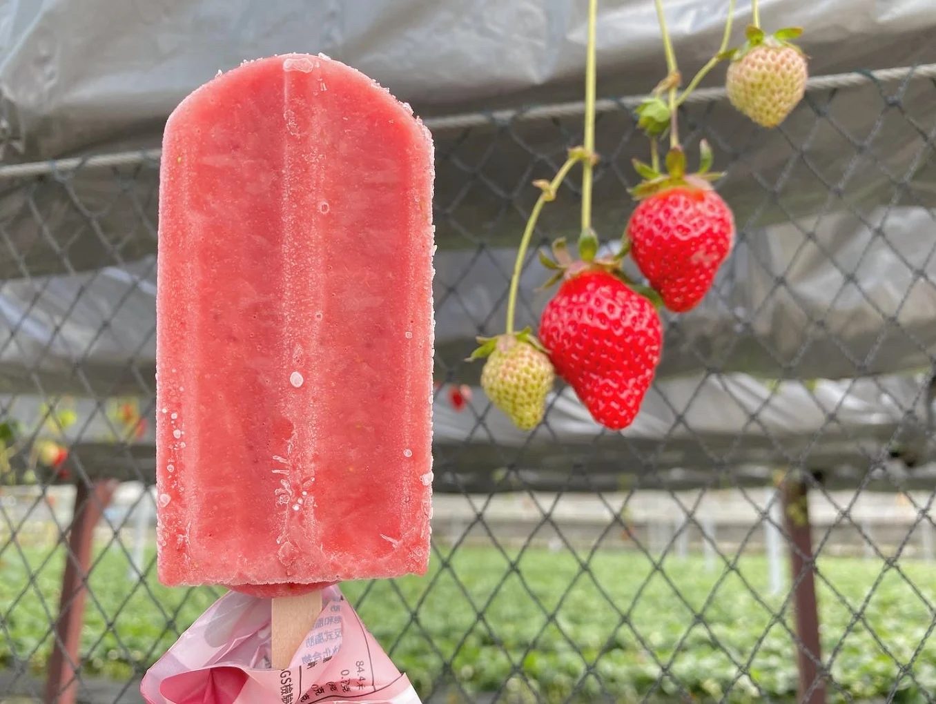 大湖草莓園推薦|五大必訪老字號、高架免彎腰、巨無霸、白草莓一次掃光!
