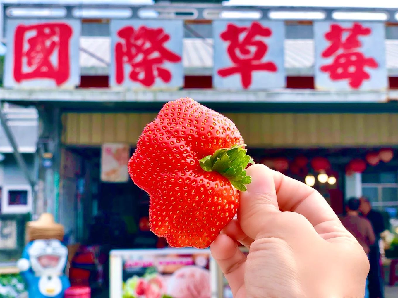 大湖草莓園推薦|五大必訪老字號、高架免彎腰、巨無霸、白草莓一次掃光!