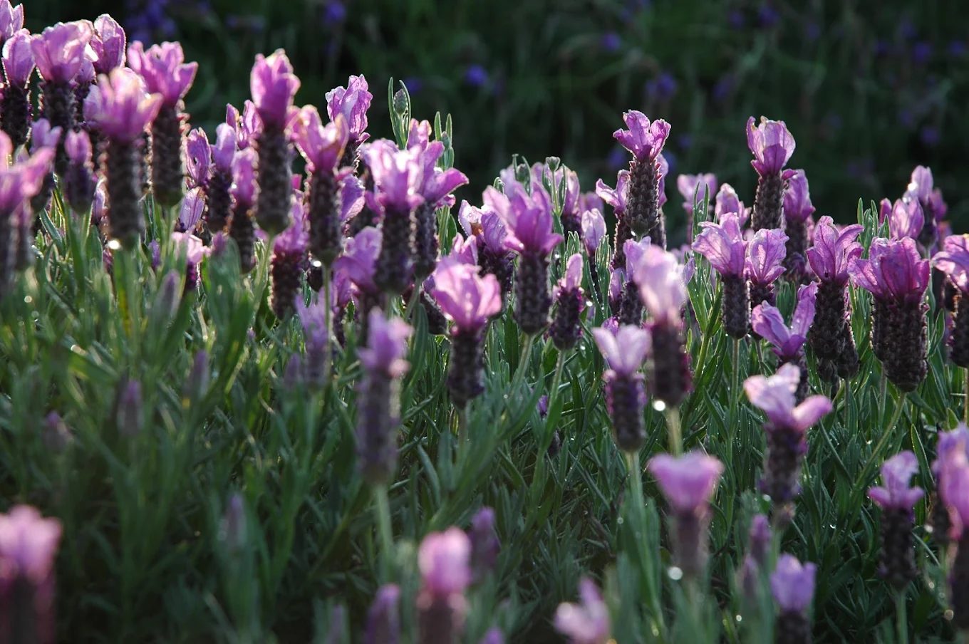 日月潭景點推薦｜纜車、遊船、美食一次玩遍！感受南投最美湖畔時光