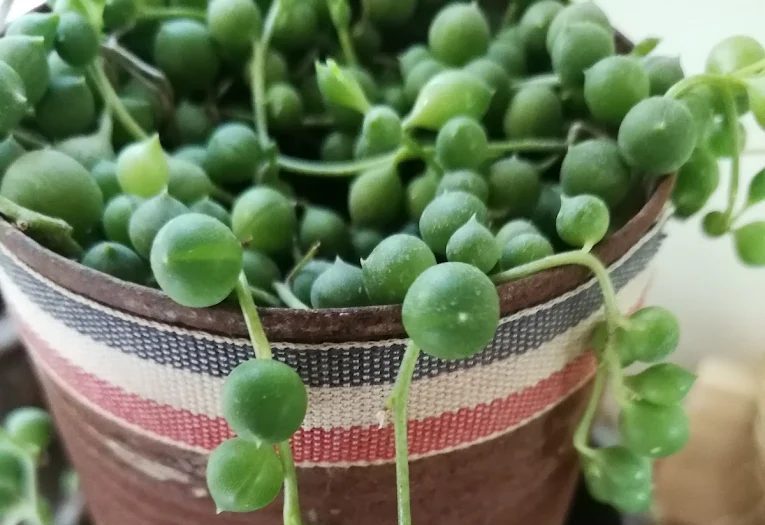 苗栗住宿最佳選擇：5家不可錯過的旅宿推薦