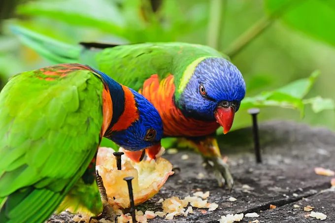 綠世界門票全攻略｜親子旅遊必訪的生態農場玩法與周邊景點一次看