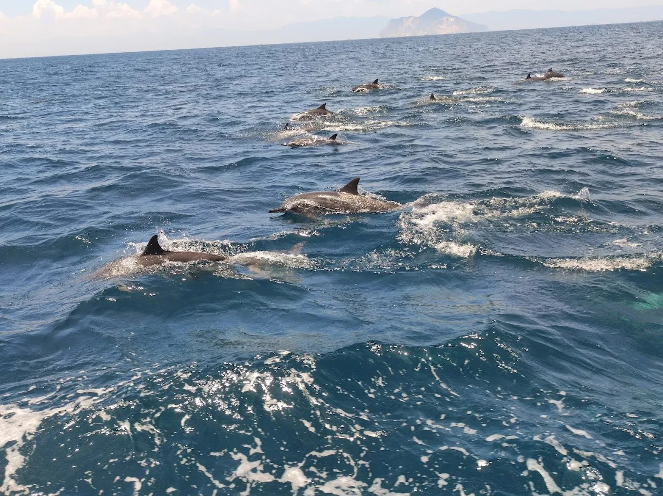 🐋 宜蘭龜山島賞鯨＋在地海鮮饗宴｜新福豐36號一日行程提案