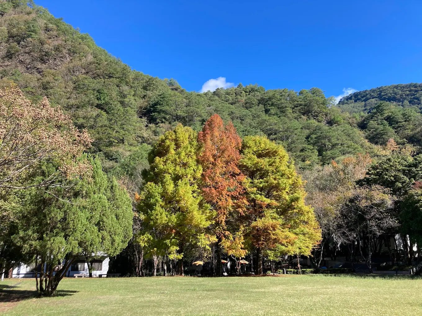 探索迷人的森林遊樂區：最佳的國家森林遊樂區推薦