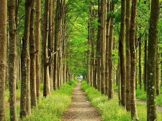 當晨光灑落台南新化木架山草原，我在草浪翻湧與湖面薄霧之間走進一日秘境風景