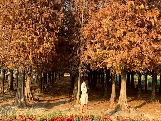 當晨光灑落台南新化木架山草原，我在草浪翻湧與湖面薄霧之間走進一日秘境風景