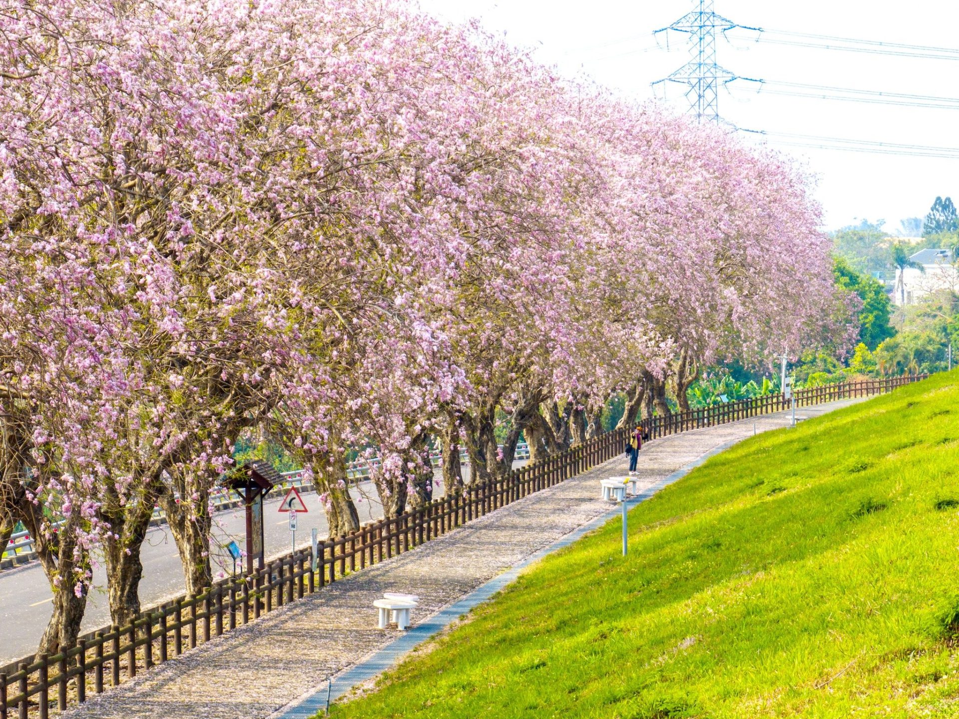 當晨光灑落台南新化木架山草原，我在草浪翻湧與湖面薄霧之間走進一日秘境風景