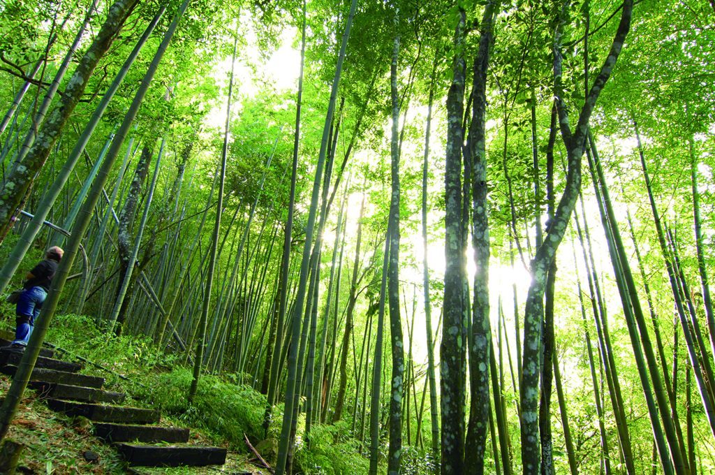 不只是農業大縣！雲林五大景點讓你沉醉香氣、餵牛喝奶、還能追夕陽