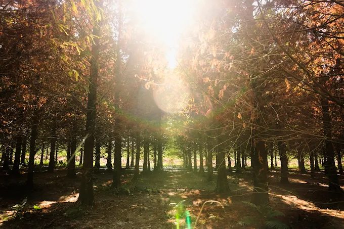 雲林九芎村落羽松祕境｜金黃稻田遇上橙紅森林，秋冬限定的療癒濾鏡