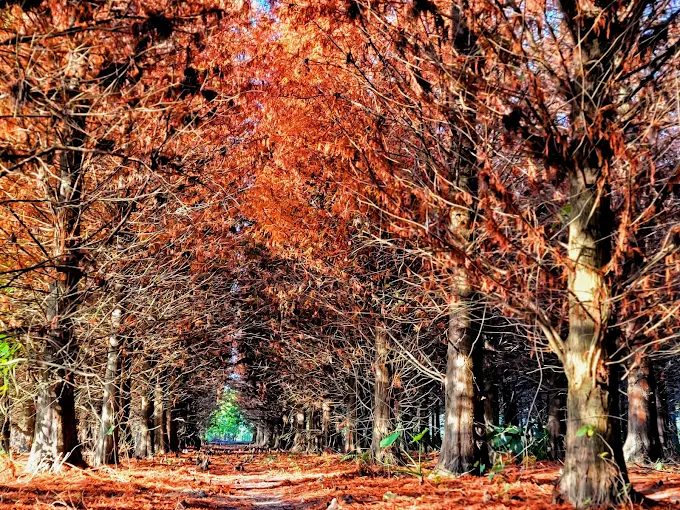雲林九芎村落羽松祕境｜金黃稻田遇上橙紅森林，秋冬限定的療癒濾鏡