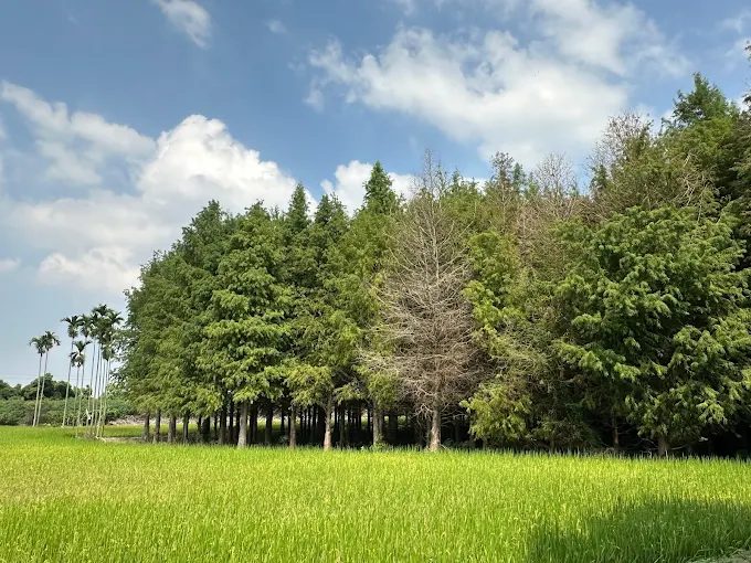 雲林九芎村落羽松祕境｜金黃稻田遇上橙紅森林，秋冬限定的療癒濾鏡