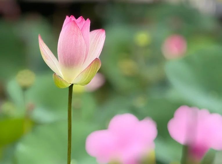 臺中中央公園：都市綠洲的最佳選擇與旅遊秘訣