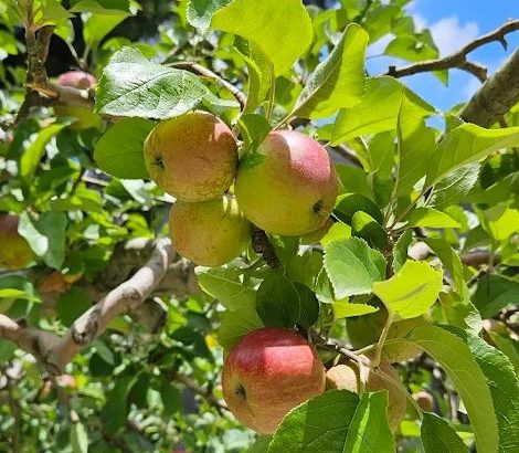 福壽山農場探索指南：體驗自然與農業的完美結合