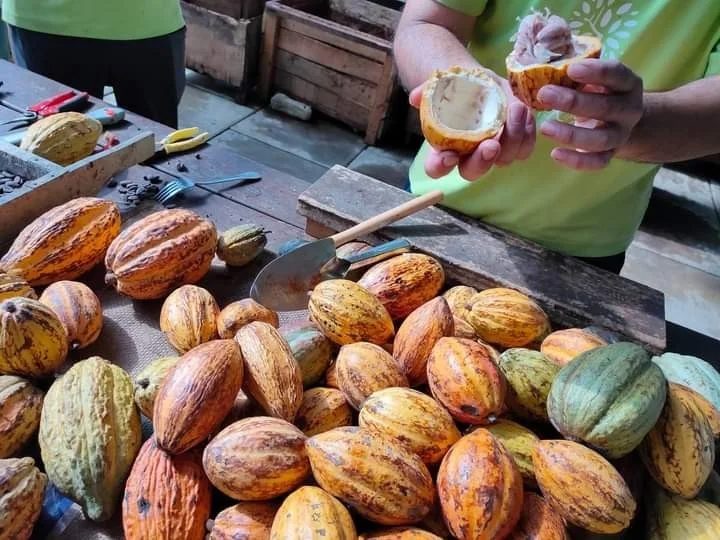 屏東阿信巧克力農場全攻略｜體驗可可香氣與自然共遊的親子天堂