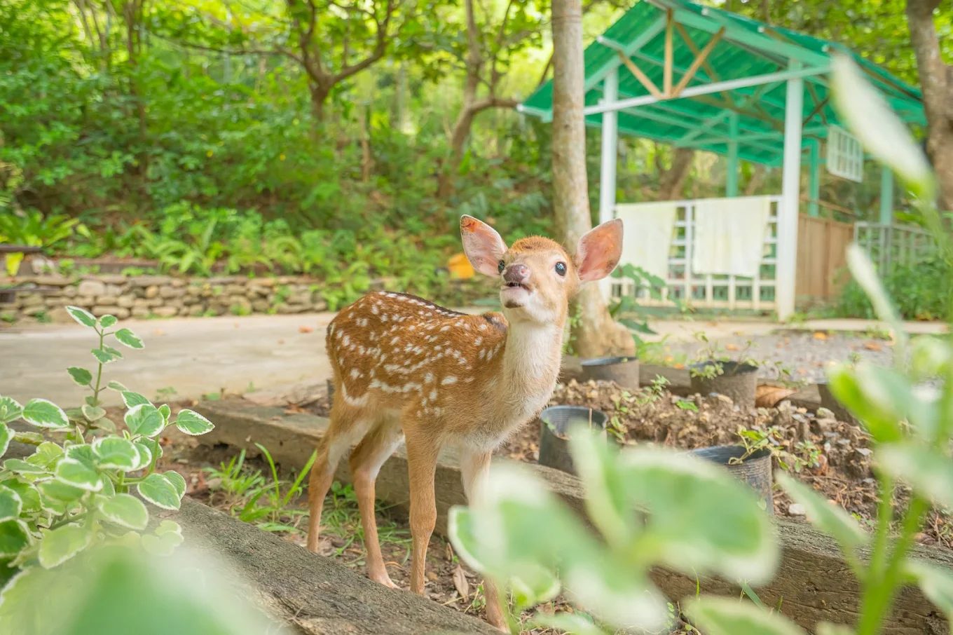屏東阿信巧克力農場全攻略｜體驗可可香氣與自然共遊的親子天堂