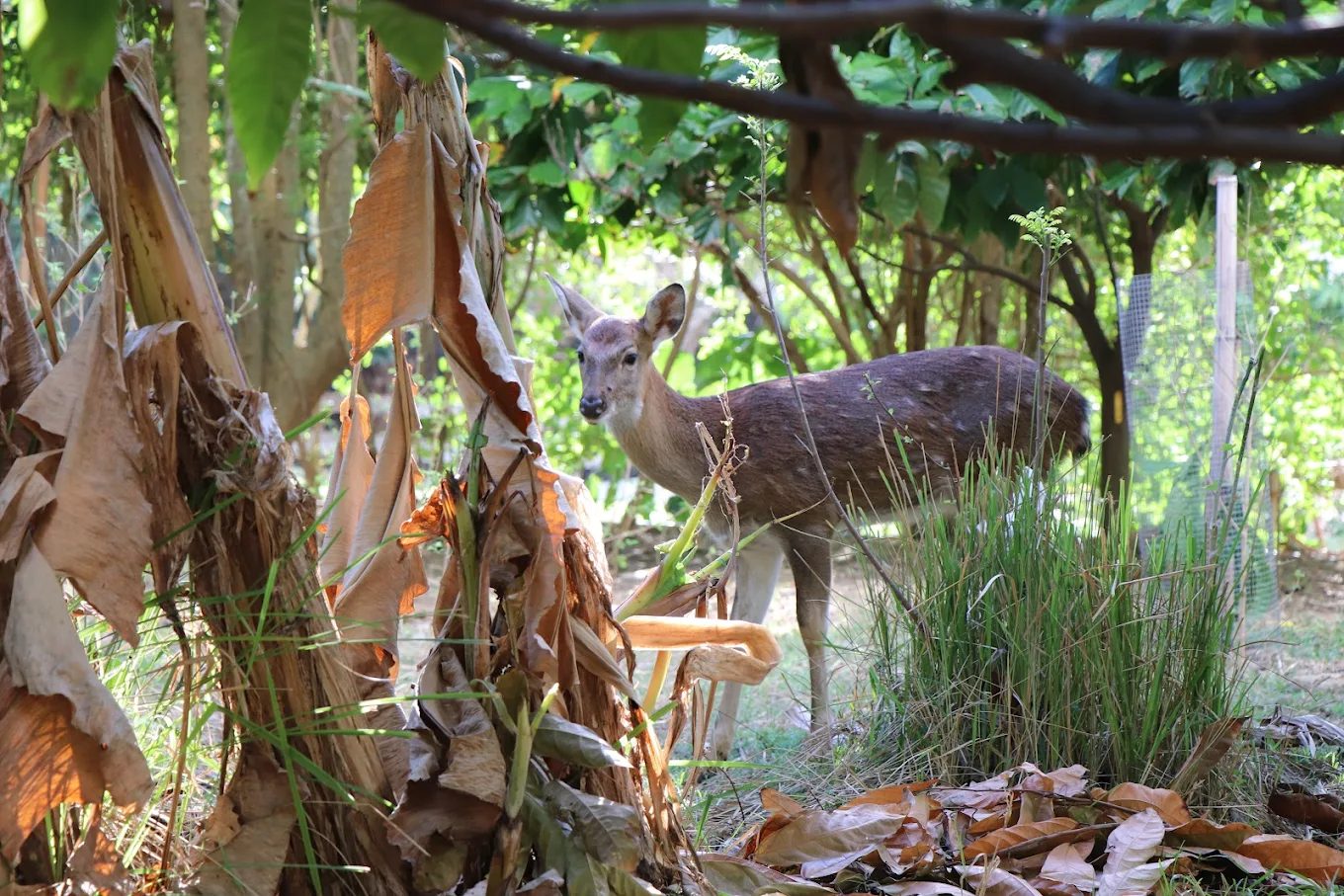屏東阿信巧克力農場全攻略｜體驗可可香氣與自然共遊的親子天堂