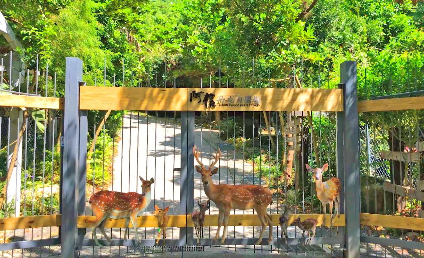 屏東阿信巧克力農場全攻略｜體驗可可香氣與自然共遊的親子天堂