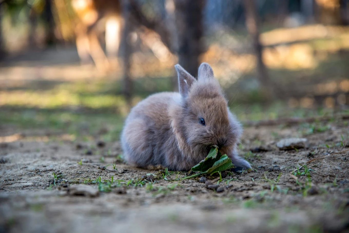 屏東阿信巧克力農場全攻略｜體驗可可香氣與自然共遊的親子天堂