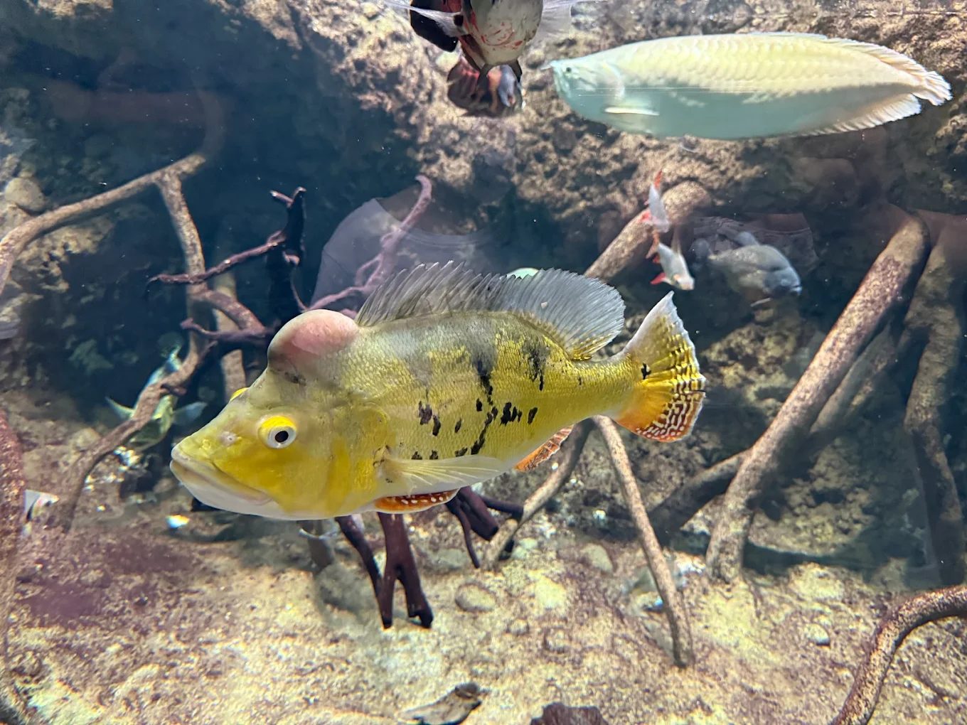 桃園水族館: 體驗水下世界的最佳去處