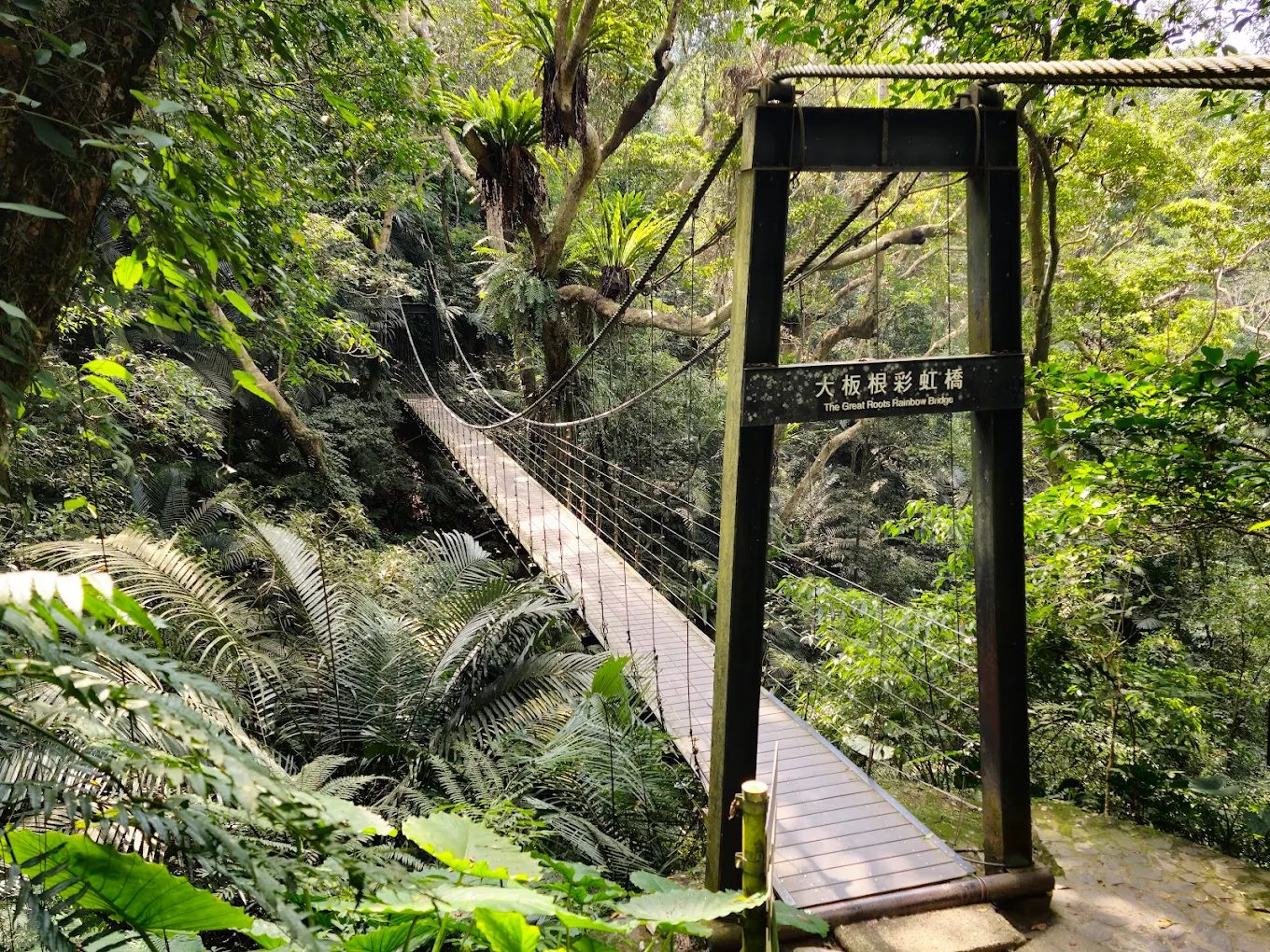 大板根隱藏寶藏｜進一步探索森林溫泉與原始雨林魅力