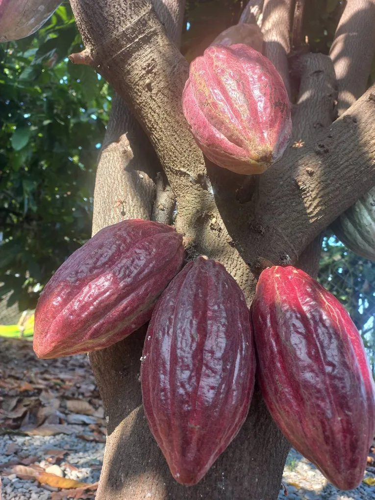 雙流國家森林遊樂區｜探索台灣最美的自然風光