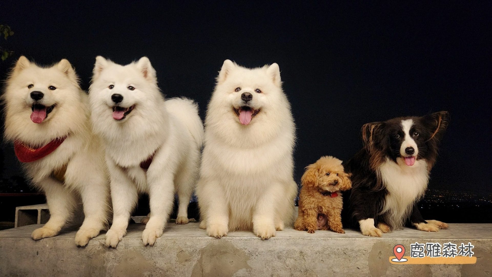 🐾台中沙鹿一日遊｜寵物友善景點與鹿雅森林夜景饗宴