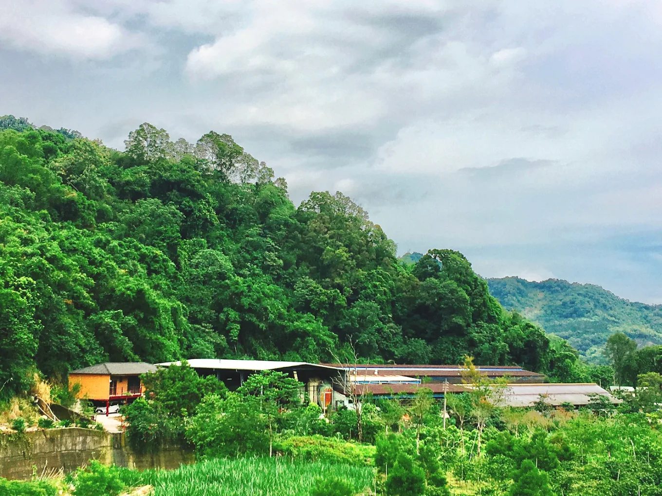 探索草屯秘境｜坪頂神木與雙叉港畜牧場的自然深遊探索草屯秘境｜坪頂神木與雙叉港畜牧場的自然深遊
