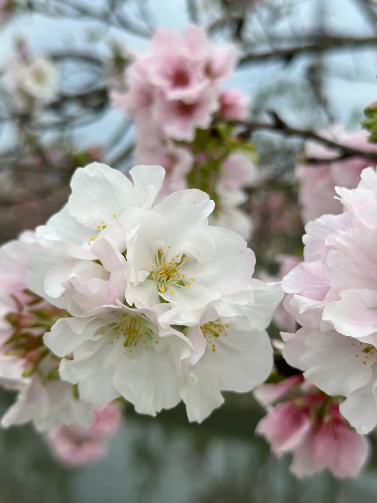 🌸羅東景點一日遊攻略｜走訪羅莊櫻花步道、羅東運動公園，體驗宜蘭自然與人文之美！