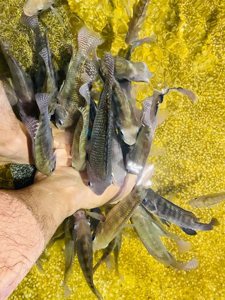 🏮礁溪夜市推薦｜週日限定的美食地圖！必吃小吃 × 套圈圈親子遊玩全攻略