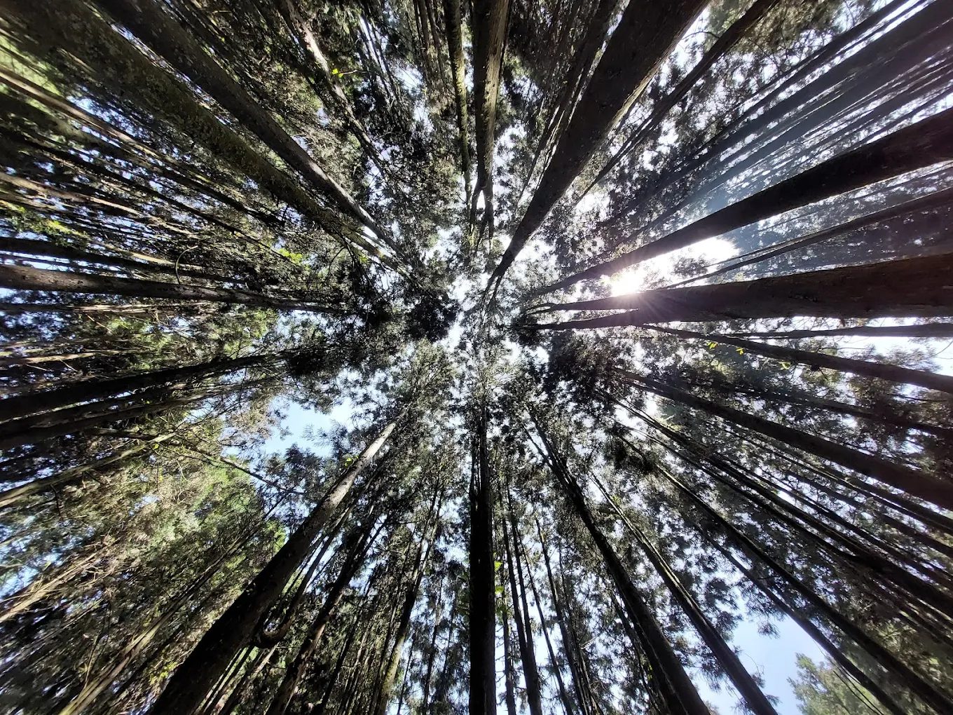 杉林溪森林遊樂園最佳旅遊攻略｜不可錯過的景點與活動