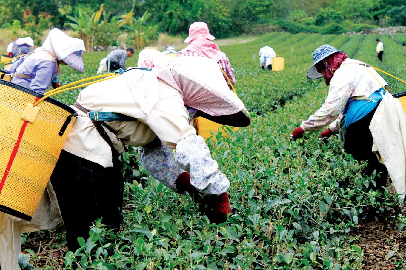 鹿野高台旅遊指南｜搭熱氣球、看茶園，體驗台東最壯闊的山谷風景