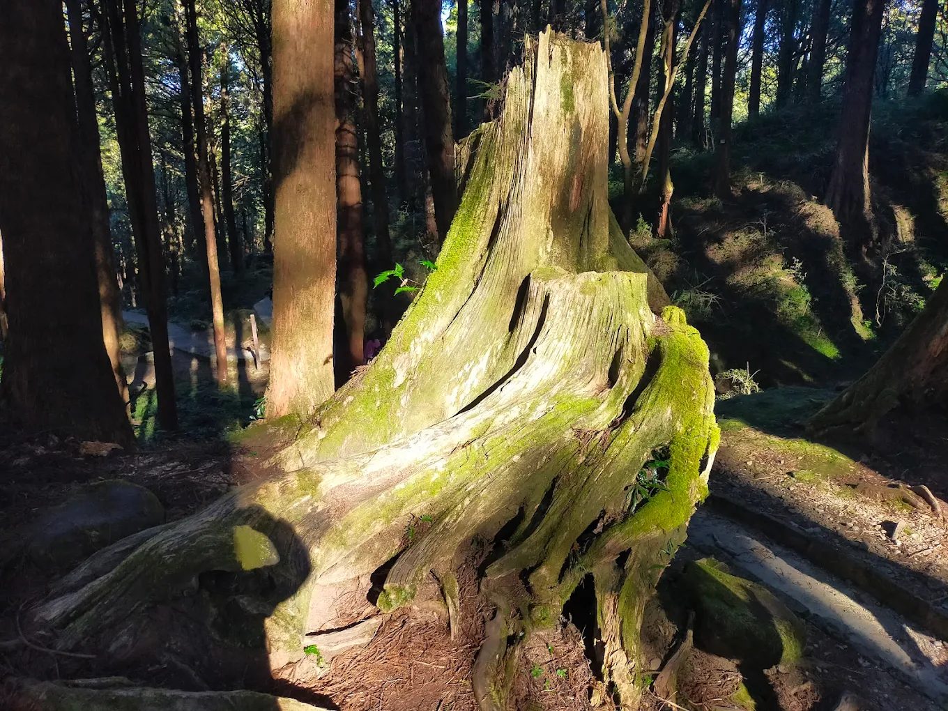 阿里山閣大飯店｜森林中醒來的日出秘境，一場驚豔山林假期