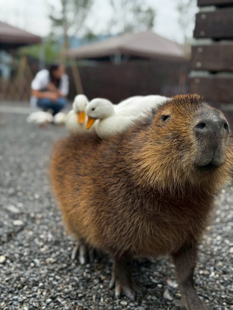 享受張美阿嬤農場｜親子DIY與大自然的完美結合