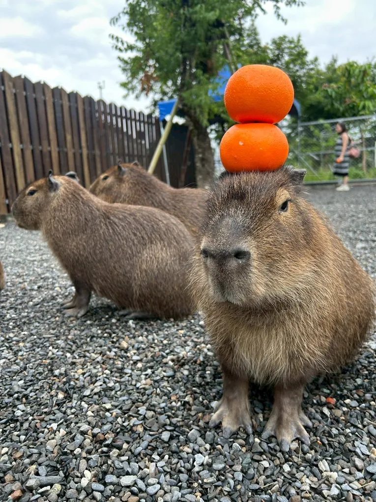 享受張美阿嬤農場｜親子DIY與大自然的完美結合