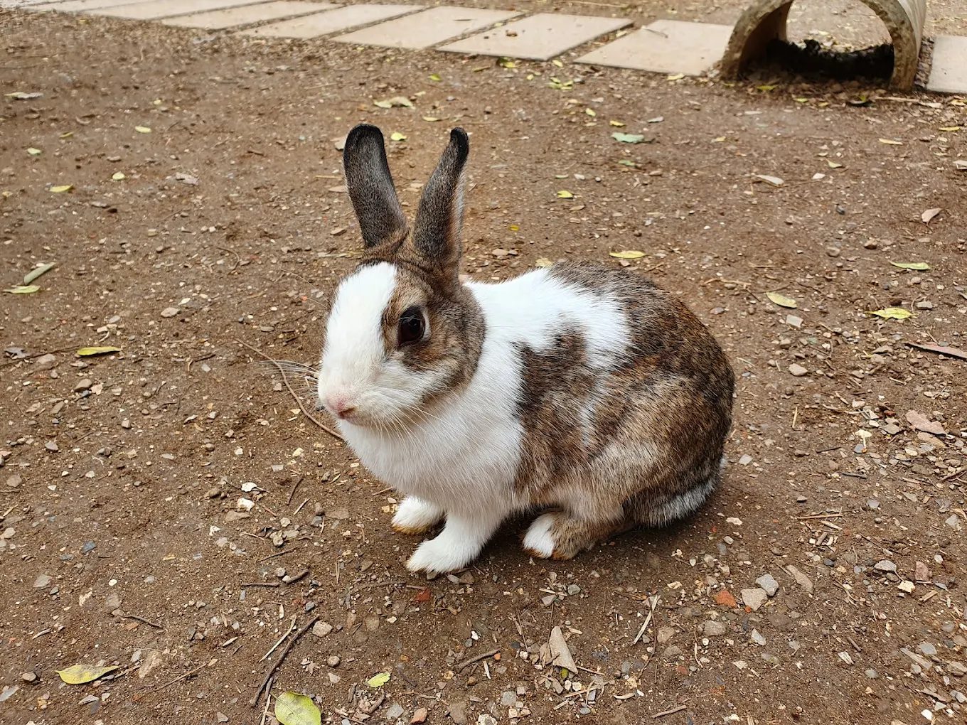 埔心牧場的全方位親子體驗｜與動物的親密接觸