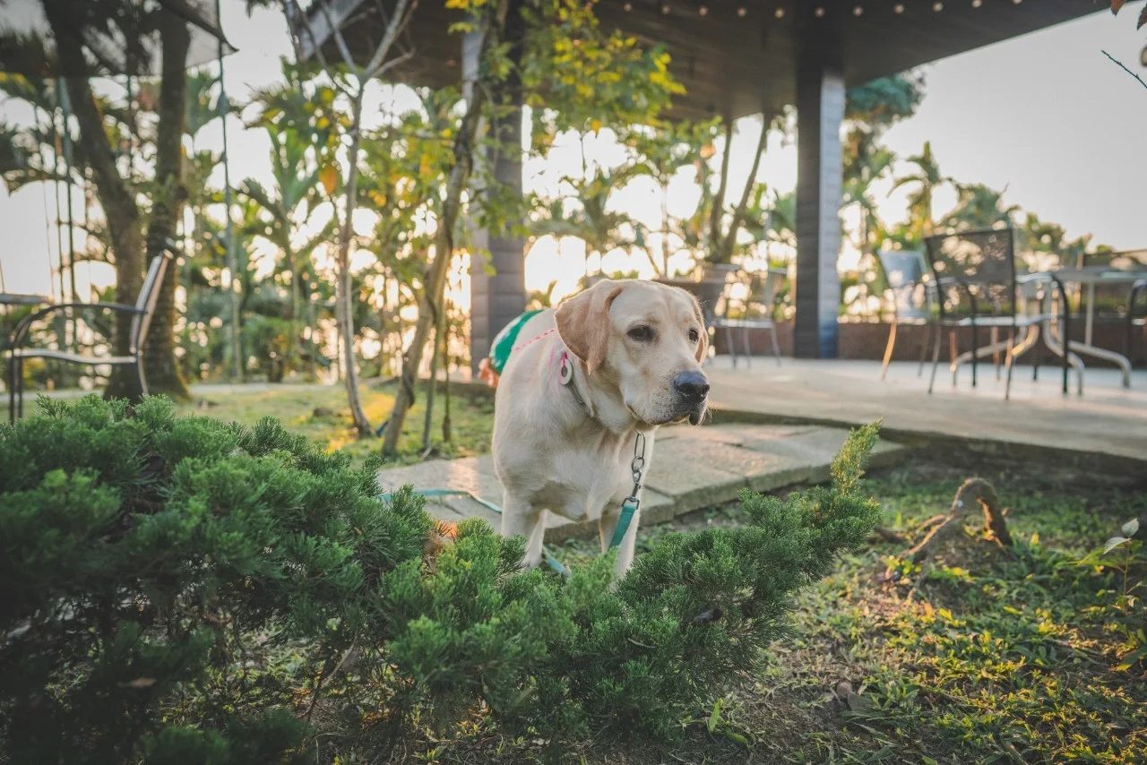 雲頂咖啡：雲林古坑的景觀系露營咖啡廳，賞景發呆的療癒祕境