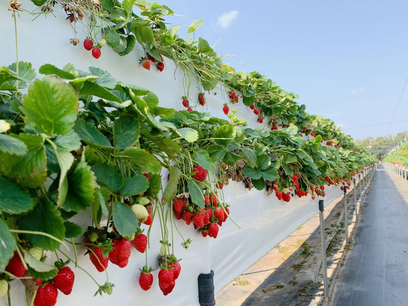 大湖草莓園推薦｜五大必訪老字號、高架免彎腰、巨無霸、白草莓一次掃光！