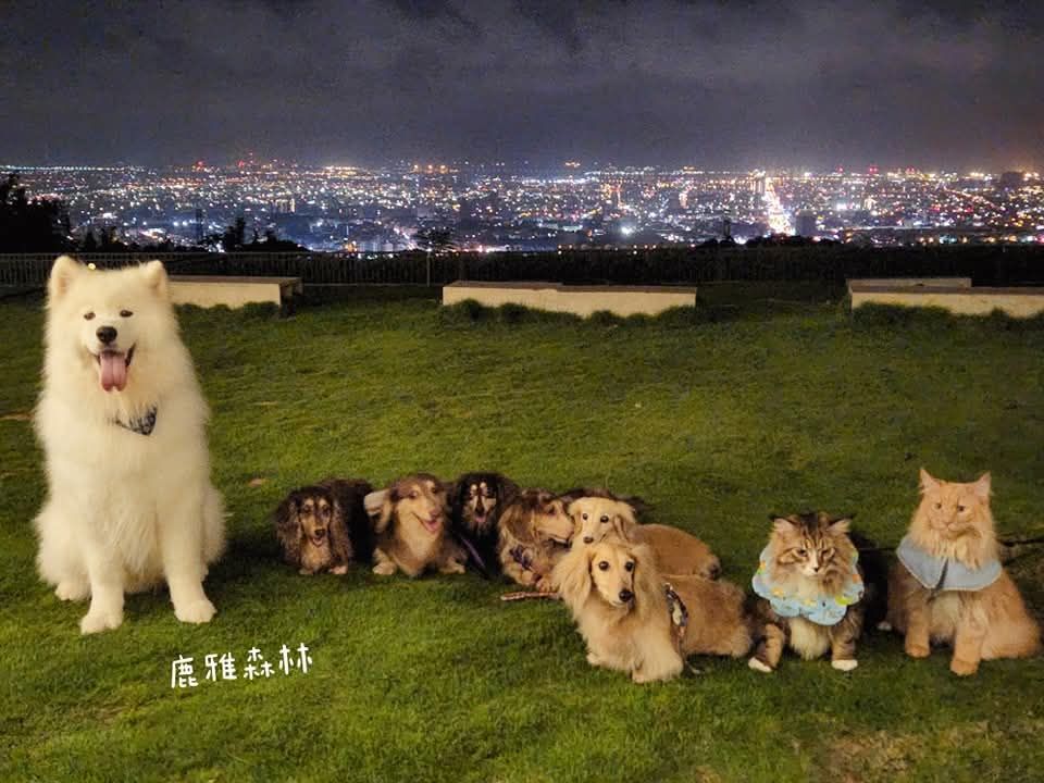 鹿雅森林夜間草地上多隻狗狗與貓咪合照，背景為壯觀的高雄夜景