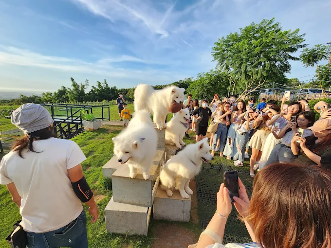鹿雅森林狗狗見面會中,遊客圍繞拍攝五隻白色大型犬