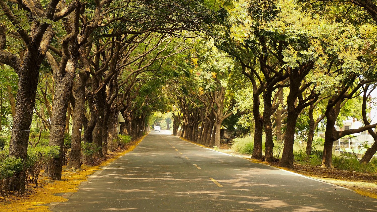 集集綠色隧道｜探索台灣綠色旅遊：最佳綠色隧道與旅遊體驗